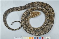 藏品(龜殼花)的圖片